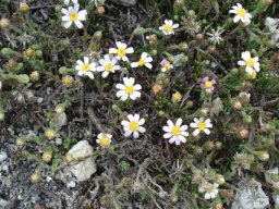 Polyarrhena stricta